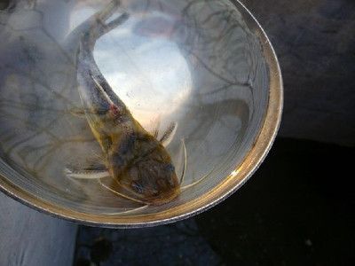 小龍魚喂食帶殼蝦不消化的原因有哪些：小龍魚喂食帶殼蝦不消化的原因