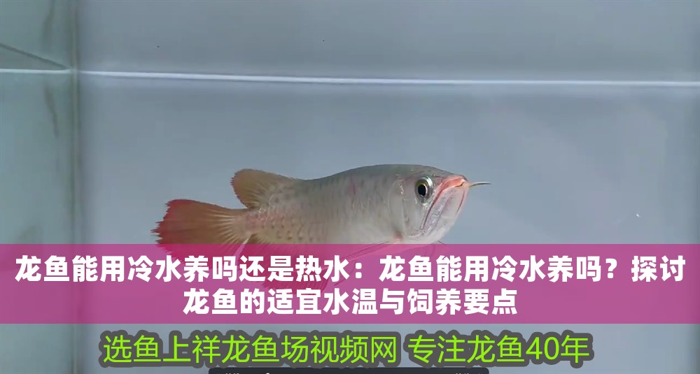 龍魚能用冷水養嗎還是熱水：龍魚能用冷水養嗎？探討龍魚的適宜水溫與飼養要點