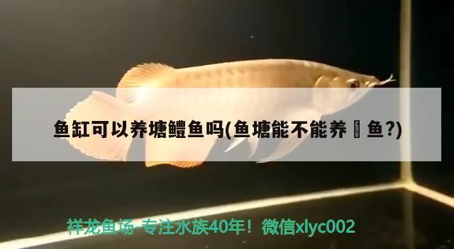 金龍魚(yú)溫度低翻白怎么救：金龍魚(yú)在低溫環(huán)境下翻白肚怎么辦 金龍魚(yú)溫度低翻白怎么救：金龍魚(yú)在低溫環(huán)境下翻白肚怎么辦 龍魚(yú)百科 第2張