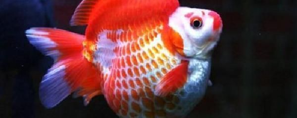龍魚為什么不吃食