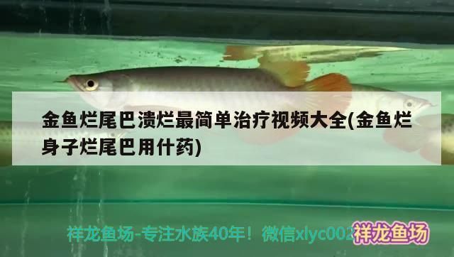 龍魚尾巴邊緣發(fā)白不齊怎么回事：龍魚尾巴邊緣發(fā)白不齊可能是由多種因素引起的，處理方法及處理方法