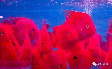 家里養龍魚的風水講究圖解（養金龍魚的風水講究龍魚的風水作用與飼養講究）