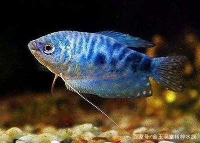 龍魚(yú)怎么分類(lèi)好看的（龍魚(yú)價(jià)格排行榜，龍魚(yú)混養(yǎng)搭配技巧，）