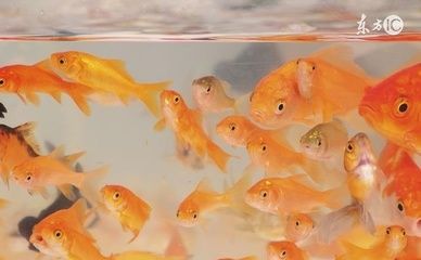 龍魚掉眼是病嗎如何預(yù)防龍魚掉眼360問答：如何預(yù)防龍魚掉眼