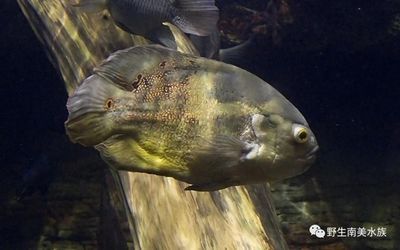 龍魚和皇冠三間混養(龍魚和皇冠三間可以混養嗎) 龍魚百科 第3張 龍魚和皇冠三間混養(龍魚和皇冠三間可以混養嗎) 龍魚和皇冠三間混養(龍魚和皇冠三間可以混養嗎) 龍魚百科 第3張