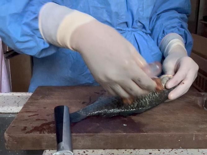 龍魚用什么麻藥消毒最好