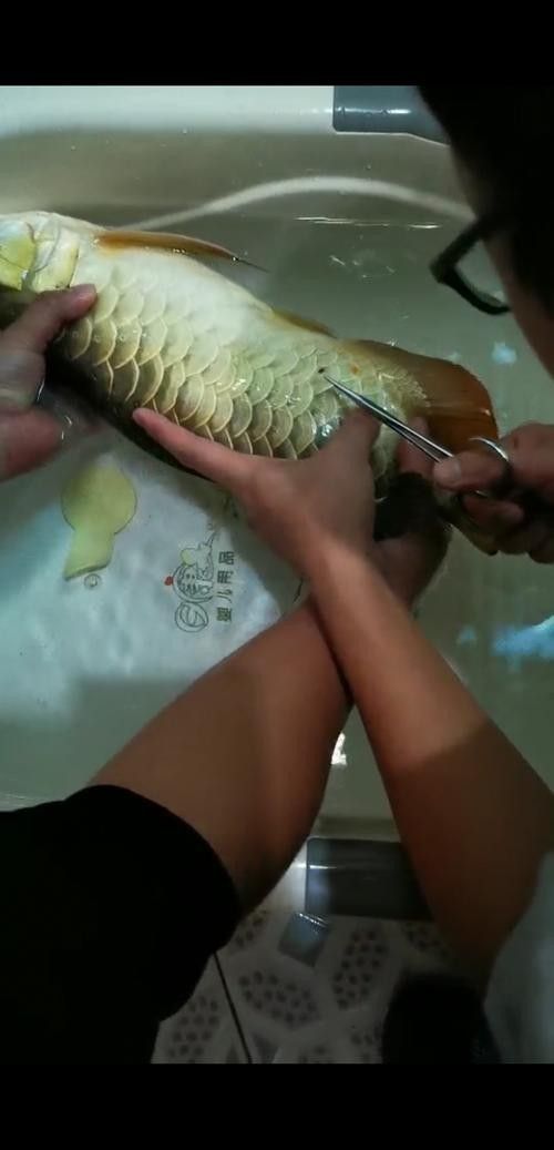 龍魚用什么麻藥消毒最好