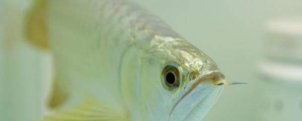 40公分的金龍魚多長時間喂一次飼料（40公分的金龍魚應該每天喂多少次食金龍魚喂食方法） 40公分的金龍魚多長時間喂一次飼料（40公分的金龍魚應該每天喂多少次食金龍魚喂食方法） 龍魚百科 第1張