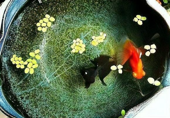 藍曼龍魚可以和金魚混養嗎