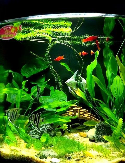 藍曼龍魚可以和金魚混養嗎