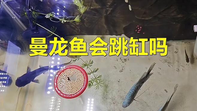 觀賞魚曼龍魚會跳缸怎么辦