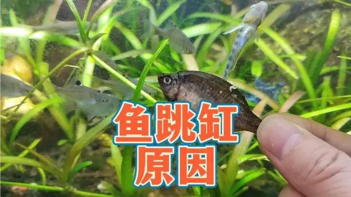 觀賞魚曼龍魚會跳缸怎么辦