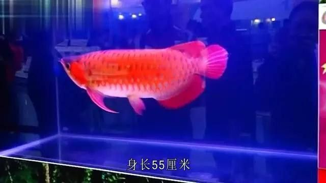 紫艷紅龍的市場價格是多少？