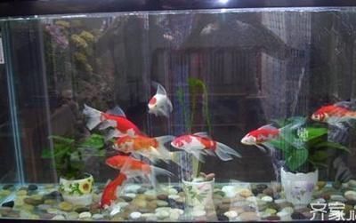 龍魚缸里放什么清潔魚好,適合放置在龍魚缸中的清潔魚類 龍魚百科 第2張 龍魚缸里放什么清潔魚好,適合放置在龍魚缸中的清潔魚類 龍魚缸里放什么清潔魚好,適合放置在龍魚缸中的清潔魚類 龍魚百科 第2張