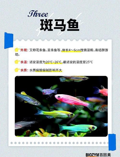 能推薦一些適合混養(yǎng)的魚種嗎？