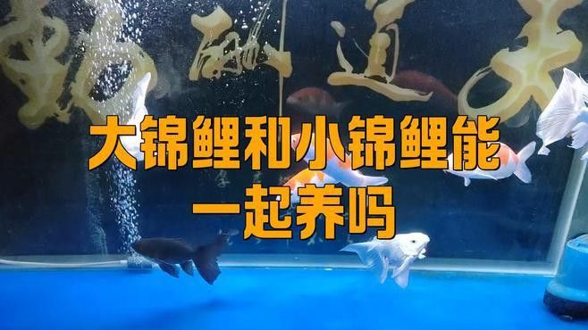 能推薦一些適合混養(yǎng)的魚種嗎？