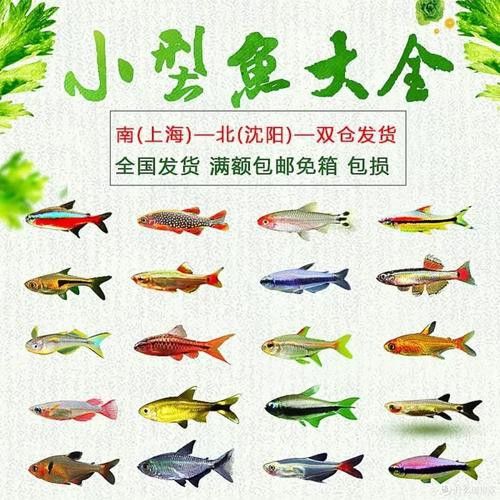 能推薦一些適合混養(yǎng)的魚種嗎？