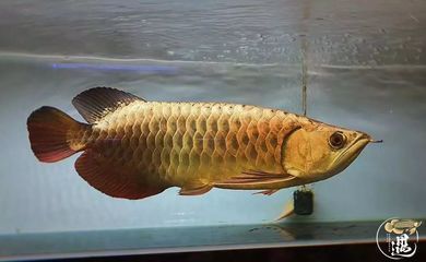 龍魚有寄生蟲嗎：龍魚會患上寄生蟲疾病嗎