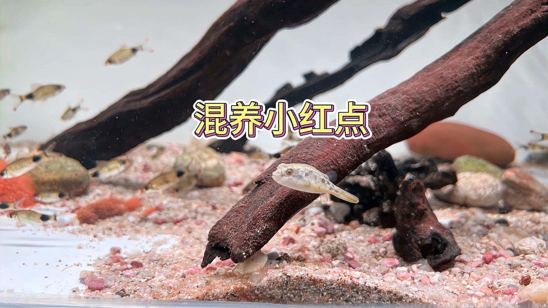 奈及利亞紅圓點狗頭正確使用方法