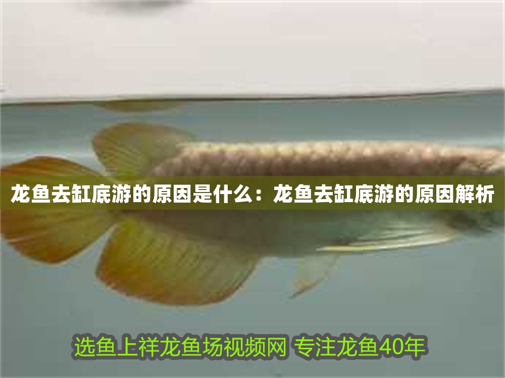龍魚去缸底游的原因是什么：龍魚去缸底游的原因解析