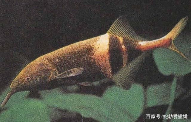 非洲象鼻魚的自我保護機制，非洲象鼻魚的生活環境適應性