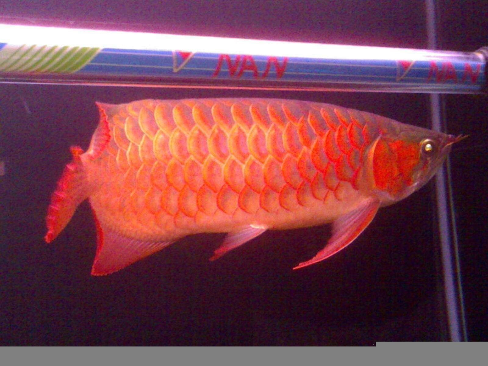 哪種品相的橘紅龍魚最值錢？