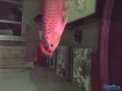 龍魚可以吃蜈蚣嗎：龍魚可以吃蜈蚣但需要注意一些細節和潛在的風險