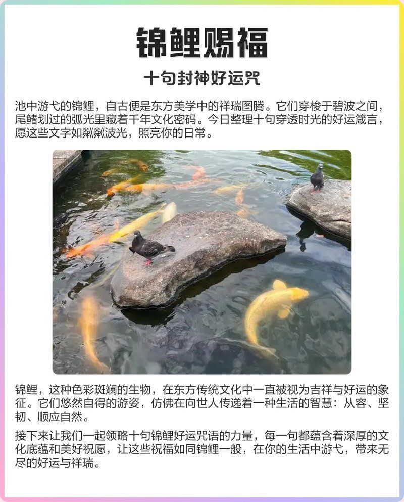 錦鯉最吉利十句話