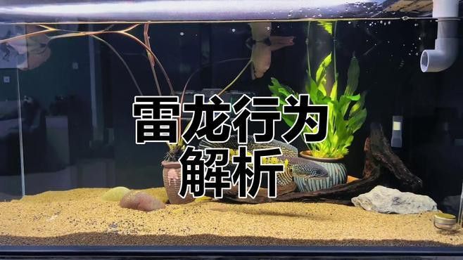 眼鏡蛇雷龍魚互動性怎么樣