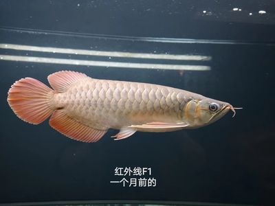 紅龍魚的品牌有哪些（紅龍魚哪個品牌好）
