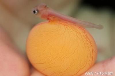 龍魚吃吃東西吐出來了：龍魚吃東西吐出來可能由多種因素引起龍魚健康狀態