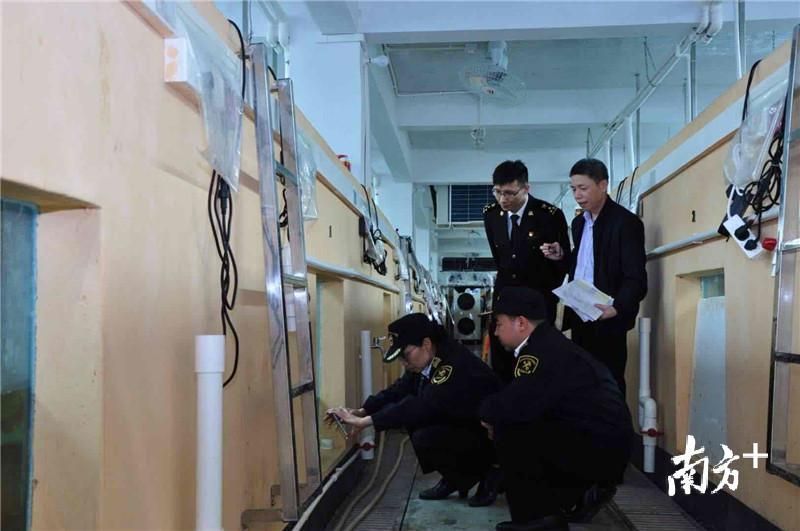 金龍魚用檢疫嗎 金龍魚用檢疫嗎 龍魚百科 第4張