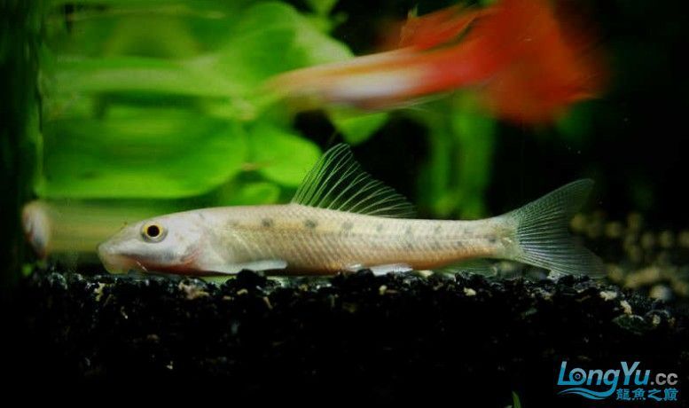 三間鼠魚能和龍魚混養嗎（三間鼠魚和龍魚混養在同一水族箱中存在一定的風險）