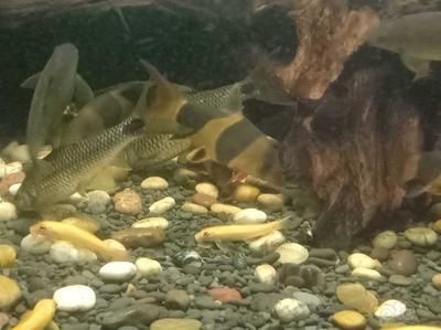 三間鼠魚能和龍魚混養嗎（三間鼠魚和龍魚混養在同一水族箱中存在一定的風險）