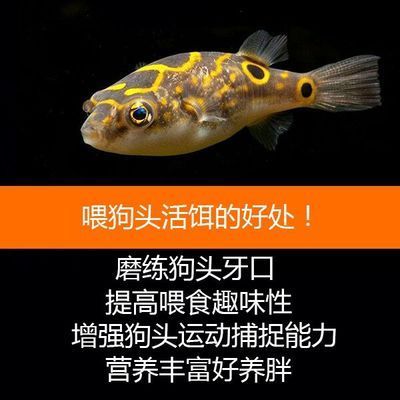 雷龍魚繁殖期飼料選擇指南：雷龍魚繁殖期飼料品牌對比