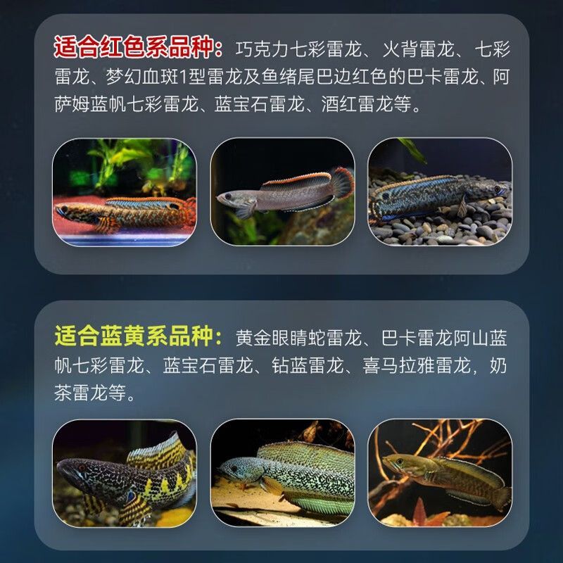 雷龍魚繁殖期飼料選擇指南：雷龍魚繁殖期飼料品牌對比
