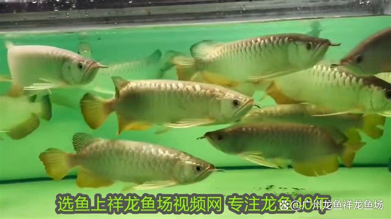 龍魚跟虎魚打架怎么辦視頻