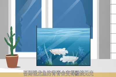 提高龍魚的胃口，首先要保證它攝入的營養均衡,龍魚是肉食性魚類：如何提高龍魚的胃口？