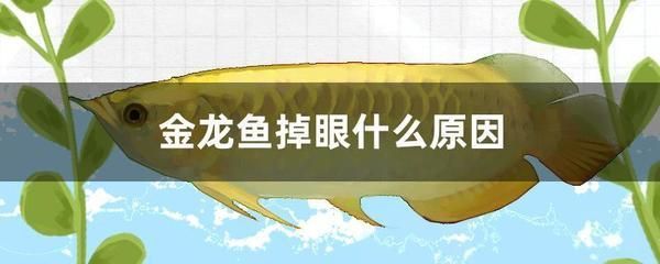 金龍魚蹭缸底