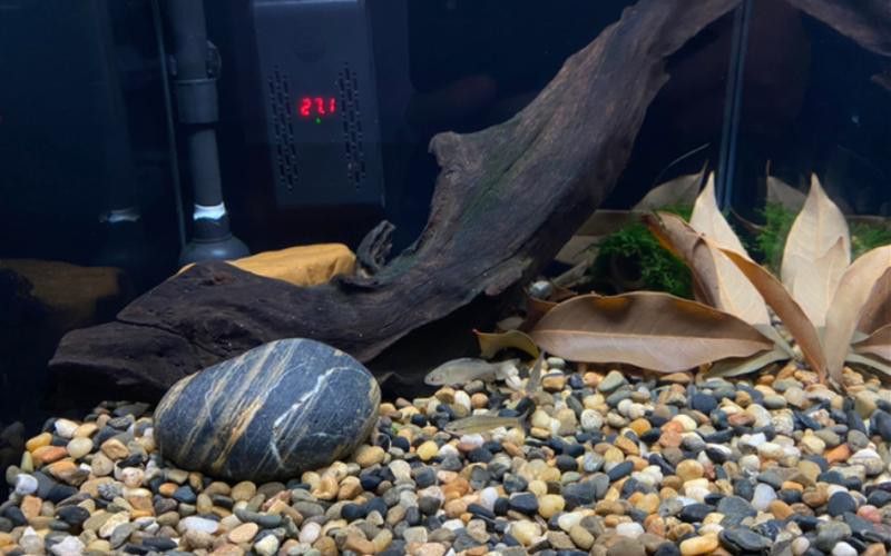 七彩雷龍魚缸尺寸圖