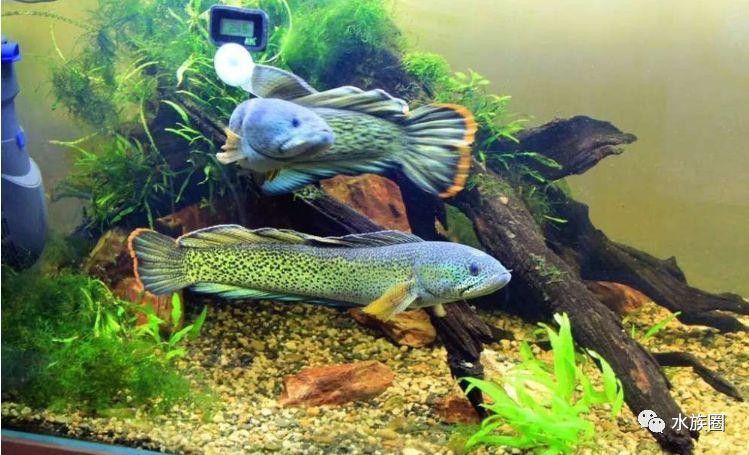 七彩雷龍魚缸尺寸圖