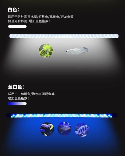 森森龍魚缸的led燈怎么樣
