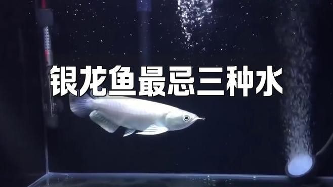如何保持銀龍魚的水質穩定