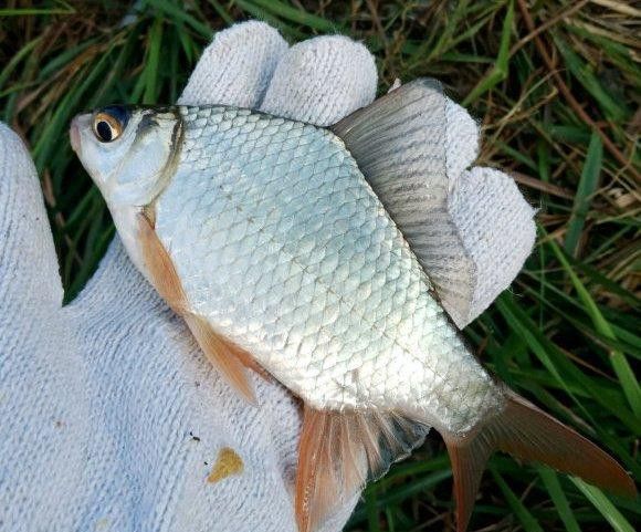 泰國鯽吸龍魚