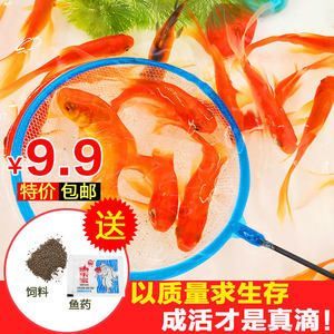 紅龍魚喂飼料好嗎（紅龍魚喂飼料優(yōu)缺點分析紅龍魚喂飼料的優(yōu)缺點分析）