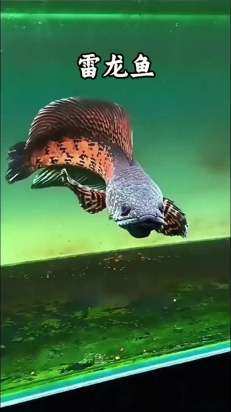 彩虹雷龍魚是冷水魚嗎圖片大全