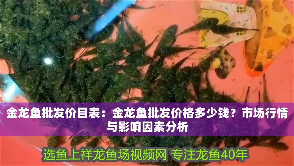 金龍魚批發價目表：金龍魚批發價格多少錢？市場行情與影響因素分析