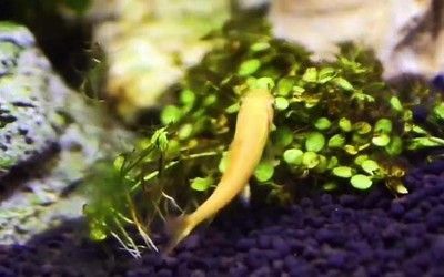 龍魚吃金苔鼠嗎會死嗎