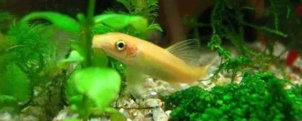 龍魚吃金苔鼠嗎會死嗎