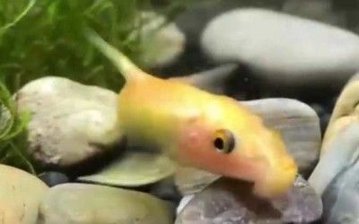 龍魚吃金苔鼠嗎會死嗎